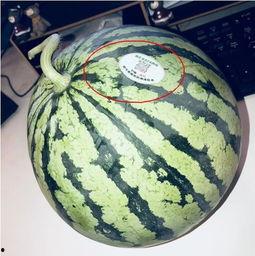 韩国吃瓜网红,揭秘娱乐圈幕后风云